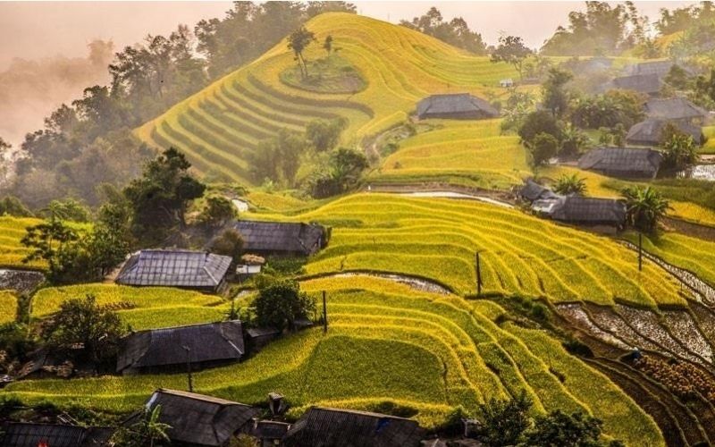 Mùa lúa chín nhuộm vàng cao nguyên đá Hà Giang 